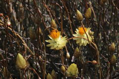 Syncarpha staehelina