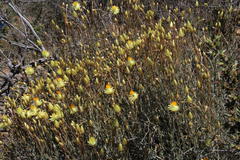 Syncarpha staehelina