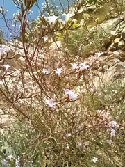Limonium dictyophorum