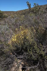 Syncarpha staehelina