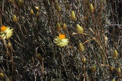 Syncarpha staehelina