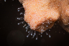 Zanclea