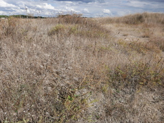 Gypsophila tomentosa