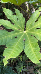 Fatsia japonica