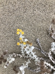 Achillea maritima
