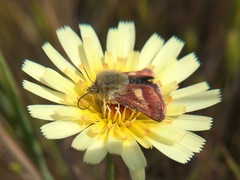 Heliolonche joaquinensis