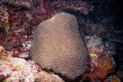 Physogyra lichtensteini