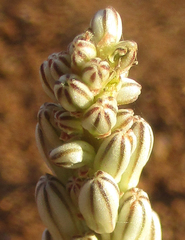 Drimia sanguinea