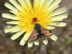 Heliolonche joaquinensis