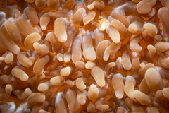 Physogyra lichtensteini