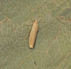 Eilema lutarella