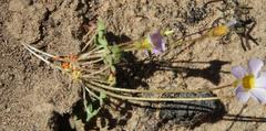 Oxalis fergusonae