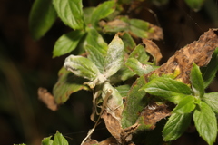 Podosphaera epilobii