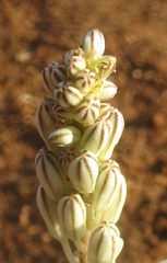 Drimia sanguinea