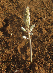 Drimia sanguinea