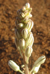 Drimia sanguinea