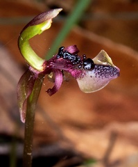 Chiloglottis formicifera