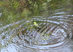 Ranoidea phyllochroa