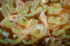 Fimbriaphyllia paraancora