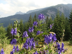 Aconitum firmum