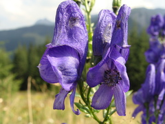Aconitum firmum