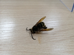 Dolichovespula media