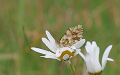 Boloria graeca