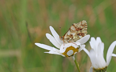 Boloria graeca