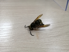 Dolichovespula media