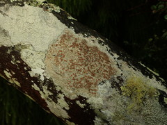 Lecanora queenslandica