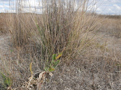 Gypsophila tomentosa