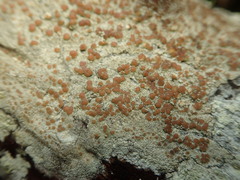 Lecanora queenslandica