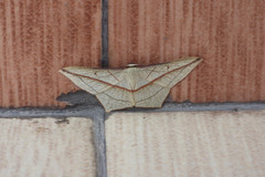 Timandra correspondens