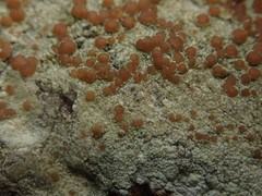 Lecanora queenslandica