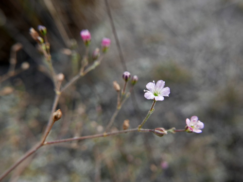 Perfoliate chalkwort (Gypsophila tomentosa)