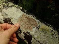Lecanora queenslandica