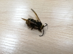 Dolichovespula media