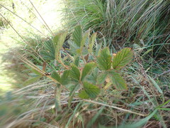 Rubus ostryifolius