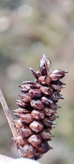 Carex rotundata