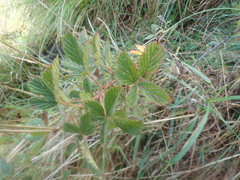 Rubus ostryifolius