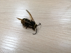 Dolichovespula media