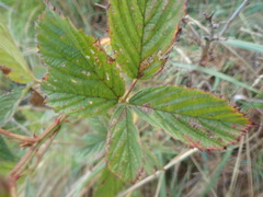 Rubus ostryifolius