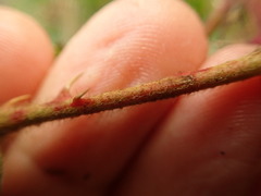 Rubus ostryifolius