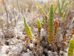 Microcnemum coralloides