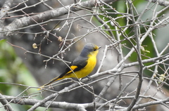 Pericrocotus brevirostris