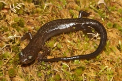 Chiropterotriton infernalis