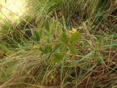 Rubus ostryifolius