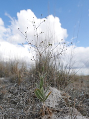Gypsophila tomentosa