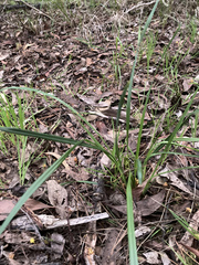 Dianella brevicaulis