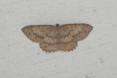 Luxiaria acutaria